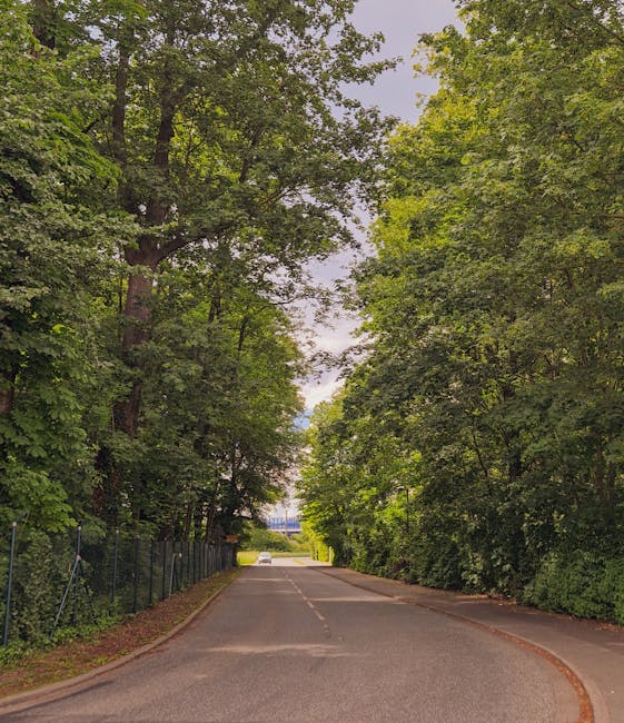 A quiet residential street with a clear blue sky overhead, featuring a wide asphalt road flanked by well-maintained green hedges and trees on both sides. On the right side, there are suburban houses with pitched roofs, brick walls, and front gardens, partially obscured by tall hedges and fences. A single streetlamp with a slim pole is positioned on the left side, casting a shadow onto the pavement. The street appears to be part of a calm neighbourhood, suitable for home relocation and furniture transport activities, with no vehicles or pedestrians visible. The scene offers natural daylight, highlighting the lush foliage and tidy appearance of the surroundings, reflecting typical elements of local residential areas where professional removals services like those from Man with Van Worcester Park may operate during house moves and packing processes.